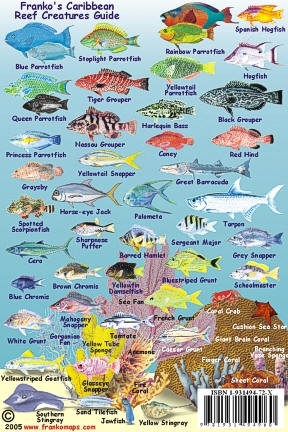 Caribbean Mini Reef Creatures Road and Recreation Map.