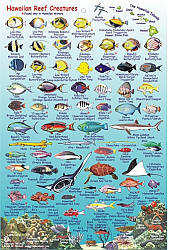 Oahu Reef Creatures Guide Road and Recreation Map, Hawaii, America.