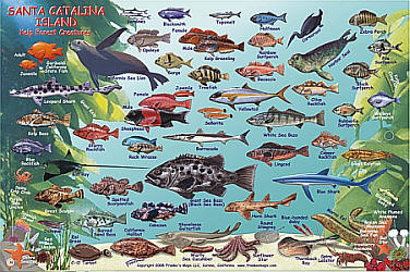 Santa Catalina Island Fish Card Road and Recreation Map, California, America.