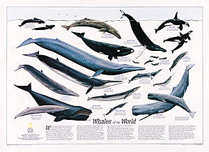 World Whales WALL Map.