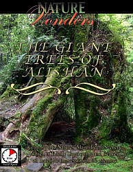 The Giant Tries of Alishan Taiwan - DVD.