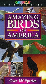 Amazing Birds of America - Travel Video.