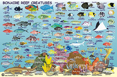 Bonaire Reef Creatures Road and Recreation Map.