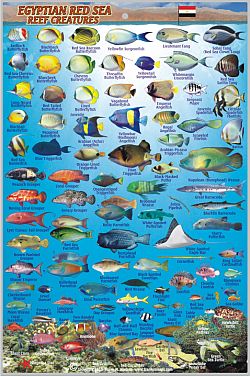 Egyptian Red Sea Fish Card,Tourist Map.