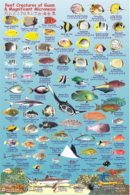 Guam Reef Creatures Guide (Fish Card) Road and Road and Recreation Map, America.