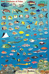 Palau Reef Creatures Guide (Fish Card) Road and Recreation Map, America.