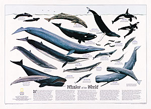 World Whales WALL Map.