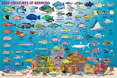 Bermuda (Fishing), Road and Recreation Map.