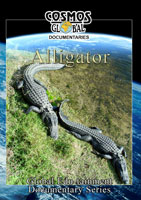 Alligator - Travel Video.