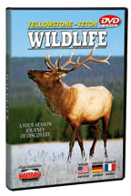 Yellowstone-Teton Wildlife - Travel Video - DVD.