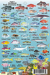 Caribbean Mini Reef Creatures Road and Recreation Map.