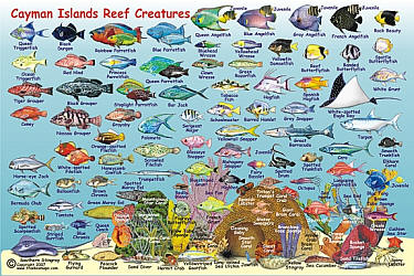 Cayman Islands Mini Map and Reef Creatures Guide Card, West Indies.