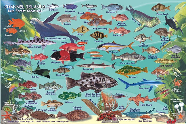 Channel Islands Mini Map & Kelp Forest Creatures Map, California, America.