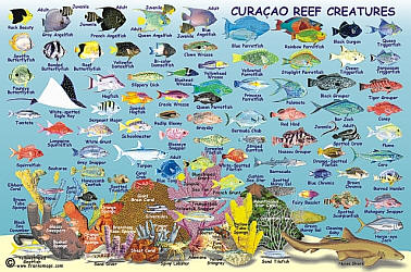 Curacao Reef Creatures Road and Recreation Map.