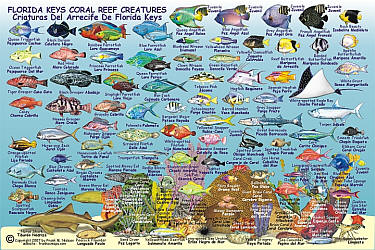 Florida Keys Reef Creatures Road and Recreation Map, Florida, America.