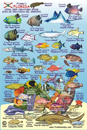 Florida Mini Reef Creatures Road and Recreation Map, Florida, America.