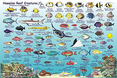Hawaiian Islands Reef Creatures Guide, America.