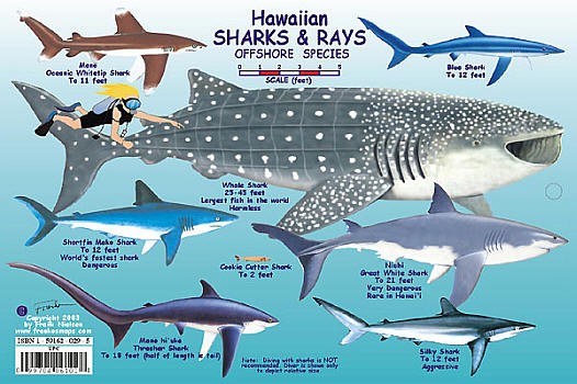 Hawaiian Shark and Rays Creatures Guide, America.
