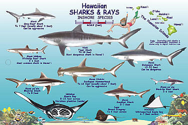 Hawaiian Shark and Rays Creatures Guide, America.