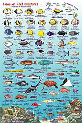 Kauai Reef Creatures Guide (Fish Card) Road and Tourist Map, America. 