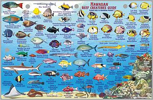 Lanai Creatures Guide Road and Tourist Map, America.  Size 6"x9".  Franko maps edition.  Laminated.