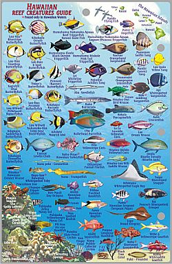 Maui Reef Creatures Guide, Road and Recreation Map, Hawaii, America.