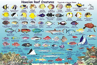 Molokai Reef Creatures Guide, Hawaii, America.