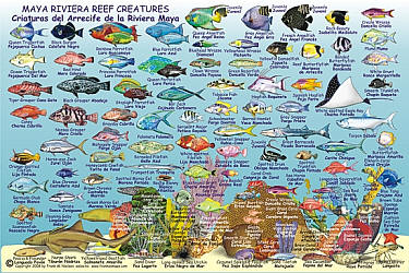 Riviera Maya Reef Creatures Road and Recreation Map, Mexico.