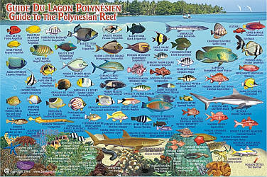 Tahiti Reef Creatures Guide (Fish Card), Road and Recreation Map.