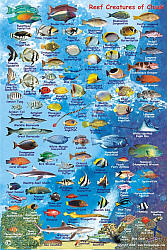 Truk Lagoon (Chuuk) Reef Creatures Guide, Road and Recreation Map.