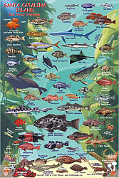 Two Harbors, Catalina Reef Creatures Guide (Fish Card), Road and Recreation Map, California, America.