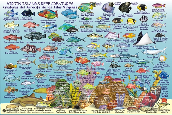 Virgin Islands Creatures Guide Road and Recreation Map, America.
