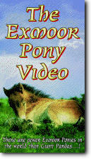 Exmoor Pony - Travel Video.