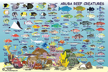 Aruba Reef Creatures Guide Map, Netherlands Antilles, West Indies.