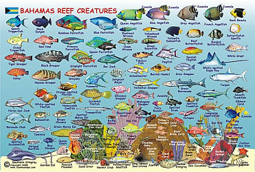 Bahamas Mini Map and Reef Fishes Guide.
